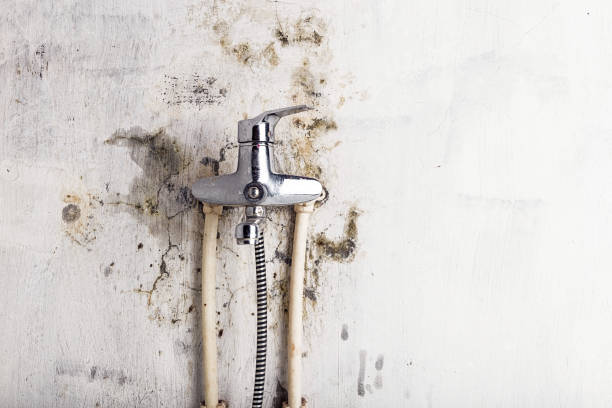 Best Emergency Mold Removal  in Murrysville, PA