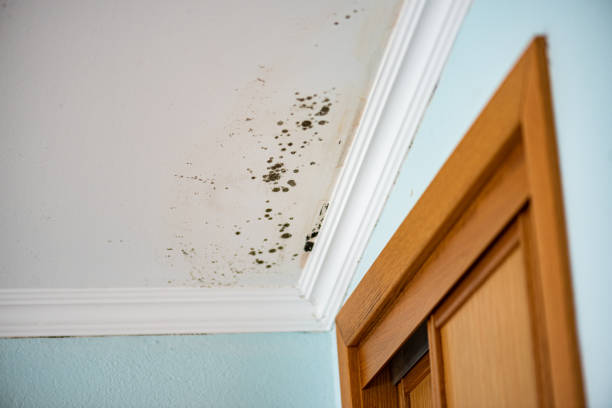Best Fast Mold Removal  in Murrysville, PA