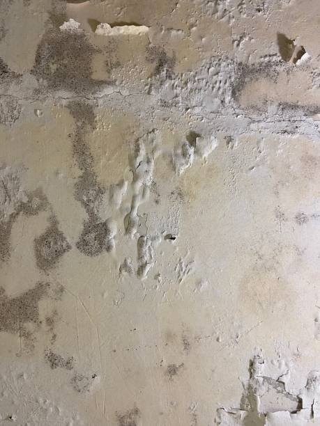 Best Crawl Space Mold Removal  in Murrysville, PA