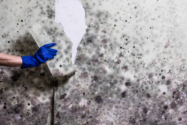 Best Mold Testing  in Murrysville, PA