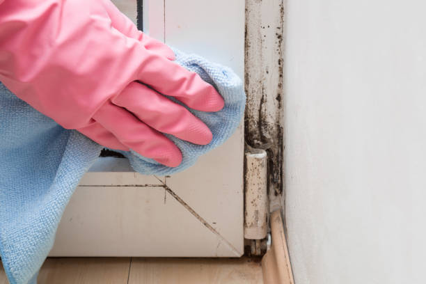 Attic Mold Removal in Murrysville, PA